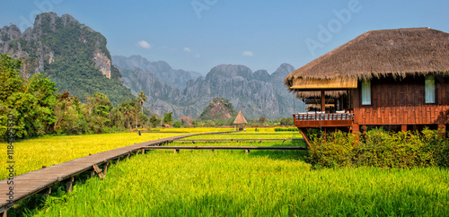 Vang Vieng, Rice farm and plantation, Nam Song  River, Laos. Agricultural tourism and travel	 photo