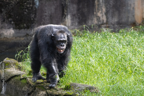 Adult Chimpanzee strolling on grasslands, Taiping Zoo photo