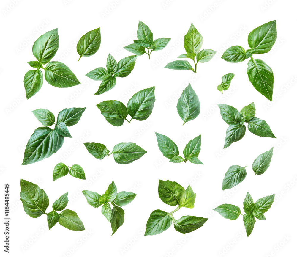 Fresh basil leaves display high fidelity botanical theme top view culinary uses isolated on transparent background png Fresh basil leaves display high fidelity botanical theme top view culinary uses isolated on transparent background png