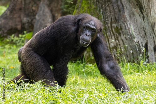 Canvas Print Adult Chimpanzee feeding on fruits, Taiping Zoo