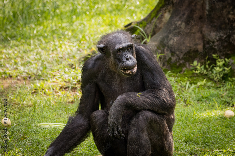 Adult Chimpanzee feeding on fruits, Taiping Zoo Adult Chimpanzee feeding on fruits, Taiping Zoo