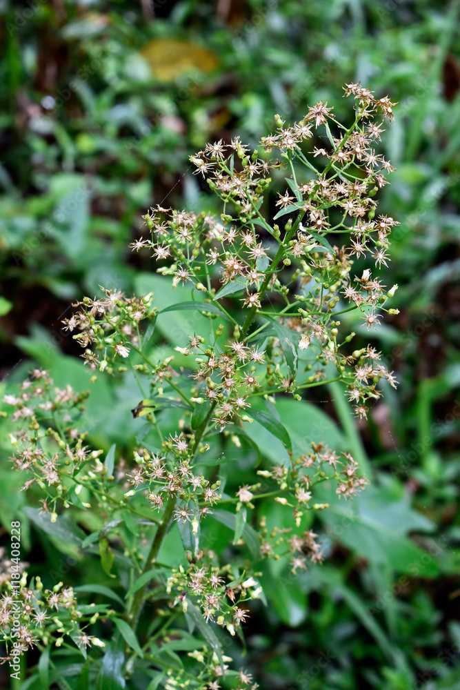 Canadian horseweed (Erigeron canadensis or Conyza canadensis) on tropical forest, Teresopolis, Rio de Janeiro, Brazil