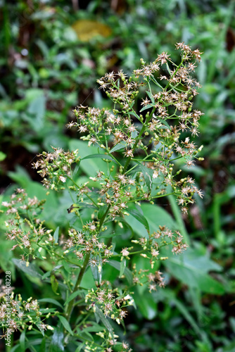 Obraz na płótnie Canadian horseweed (Erigeron canadensis or Conyza canadensis) on tropical forest, Teresopolis, Rio de Janeiro, Brazil w salonie