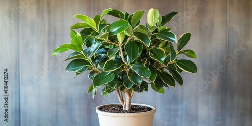 Ornamental Kapuka ficus plant displayed beautifully in a pot, showcasing the unique features and vibrant appeal of the Kapuka ficus as an ideal decorative indoor plant. photo