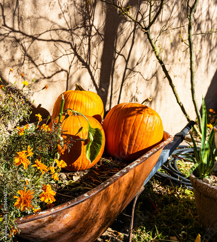 Pumpkins and Wheelbarrow Old Town Albuquerque, New Mexico, USA photo