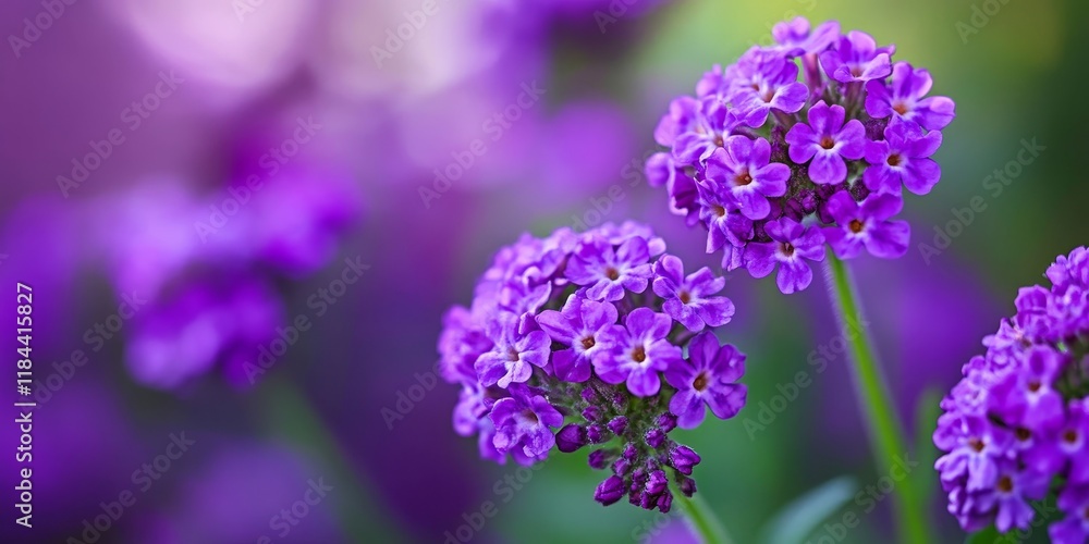 Fototapeta premium Verbena, known for its vibrant purple hue, symbolizes family happiness. The Verbena bloom carries significant meaning, reflecting joy and well being for all. Embrace the beauty of Verbena blooms.