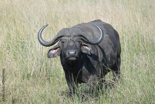 Big 5 büffel buffalo iSimangaliso wetland park
