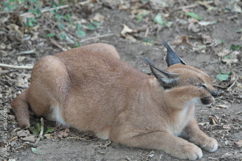 Принти на полотні Caracal Karakal Cat Africa Afrika