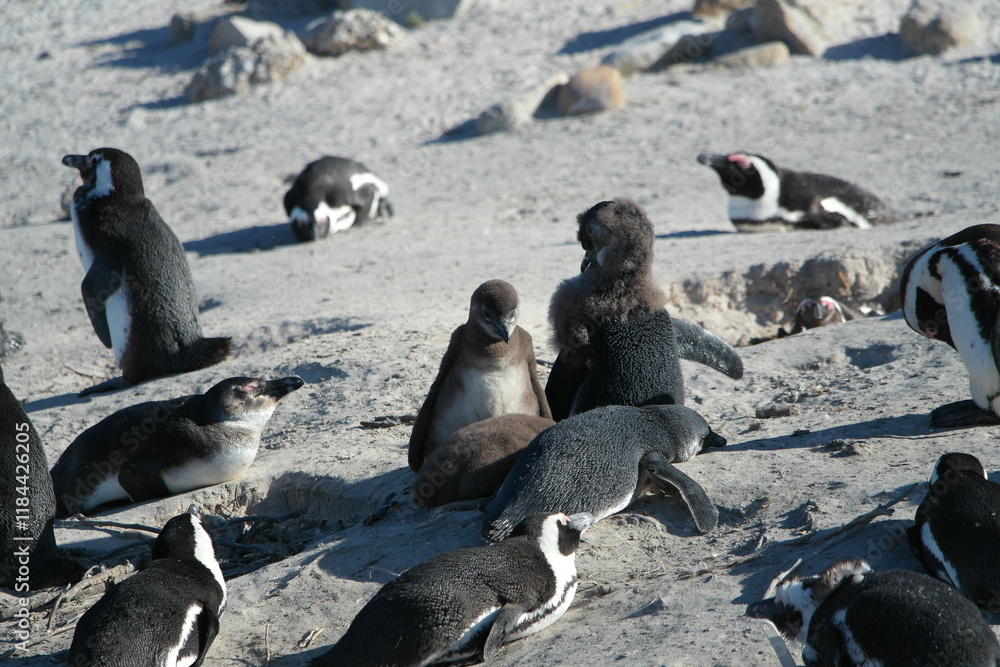 Naklejka premium Penguin Pinguin Cape Town Kaphorn 