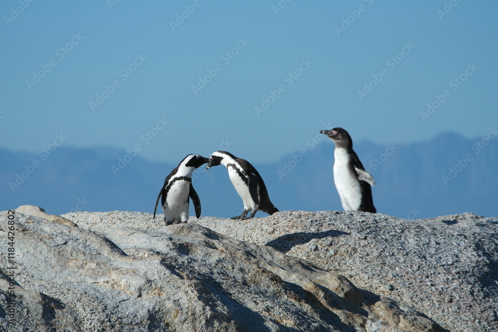 Obraz premium Penguin Pinguin Cape Town Kaphorn 