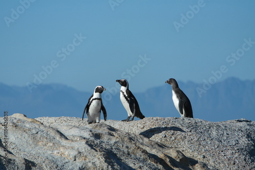 Penguin Pinguin Cape Town Kaphorn 