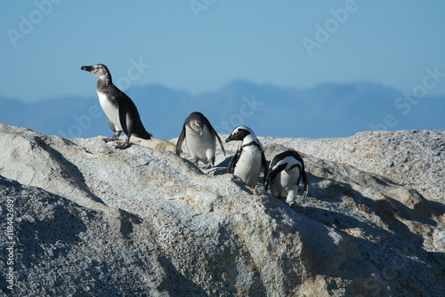 Penguin Pinguin Cape Town Kaphorn 