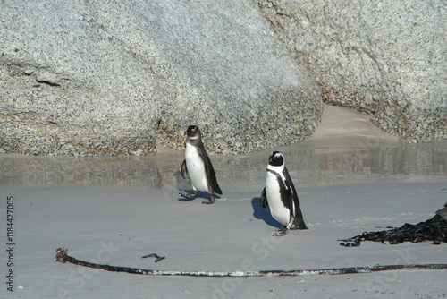 Penguin Pinguin Cape Town Kaphorn 
