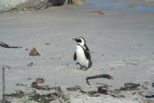 Penguin Pinguin Cape Town Kaphorn 