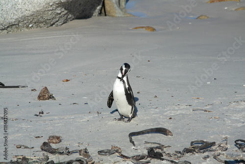 Penguin Pinguin Cape Town Kaphorn 