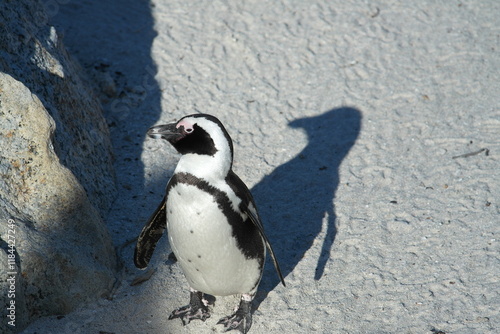 Penguin Pinguin Cape Town Kaphorn 