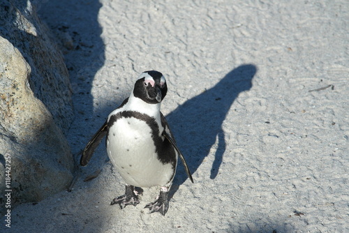 Penguin Pinguin Cape Town Kaphorn 