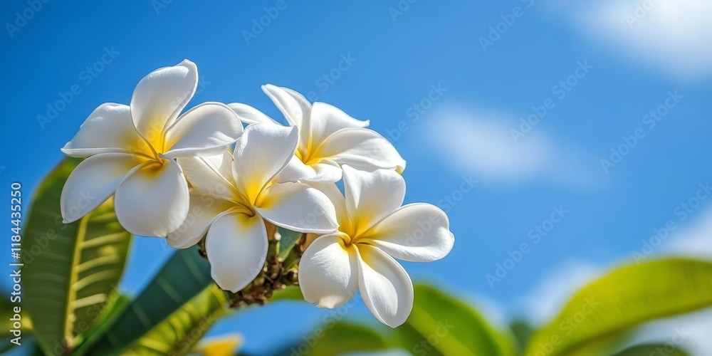 Obraz premium Delicate white Plumeria, also known as frangipani, blooms gracefully in a garden setting, beautifully contrasting against a serene blue sky backdrop, showcasing the charm of Plumeria flowers.