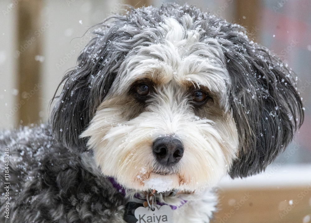 portrait of a dog portrait of a dog