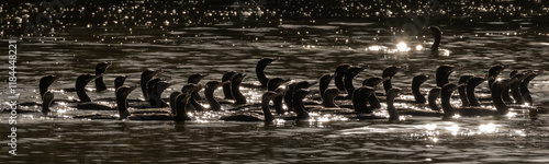 Photography Large group of cormorants swimming together in a lake in the same direction