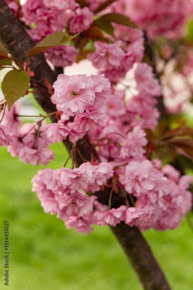 Beautiful pink sakura flowers blooming on branches in spring, creating a stunning natural display against a clear sky, symbolizing renewal and the beauty of nature. Japanese Sakura Flower Beautiful pink sakura flowers blooming on branches in spring, creating a stunning natural display against a clear sky, symbolizing renewal and the beauty of nature. Japanese Sakura Flower