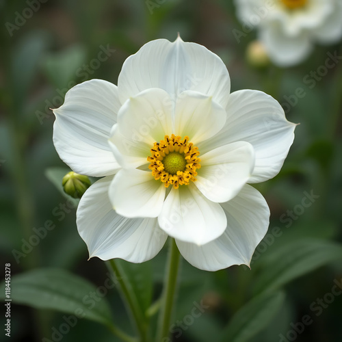 Narcissus flower in white color