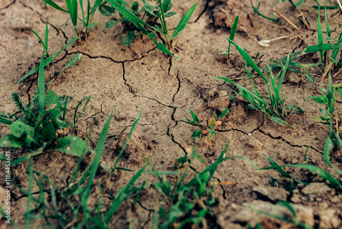 Green grass growing on dry cracked ground parched earth splitting during a drought, showing the resilience of nature and the struggle for survival in harsh conditions. Climate change, global warming