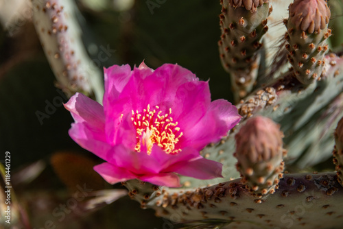 Beavertail pricklypear cacti in bloom in Sonoran Desert