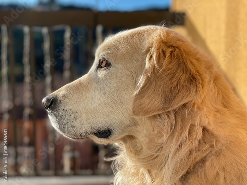 Golden retriever blanco jugando y corriendo photo