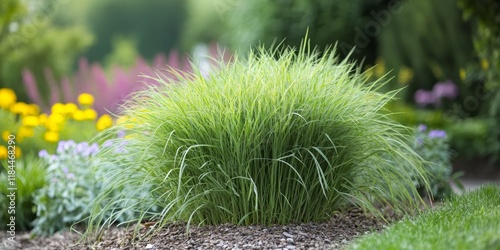 Freshly grown sweet grass in the garden serves as an effective natural insect repellent, making it a beneficial addition for keeping pests away. photo