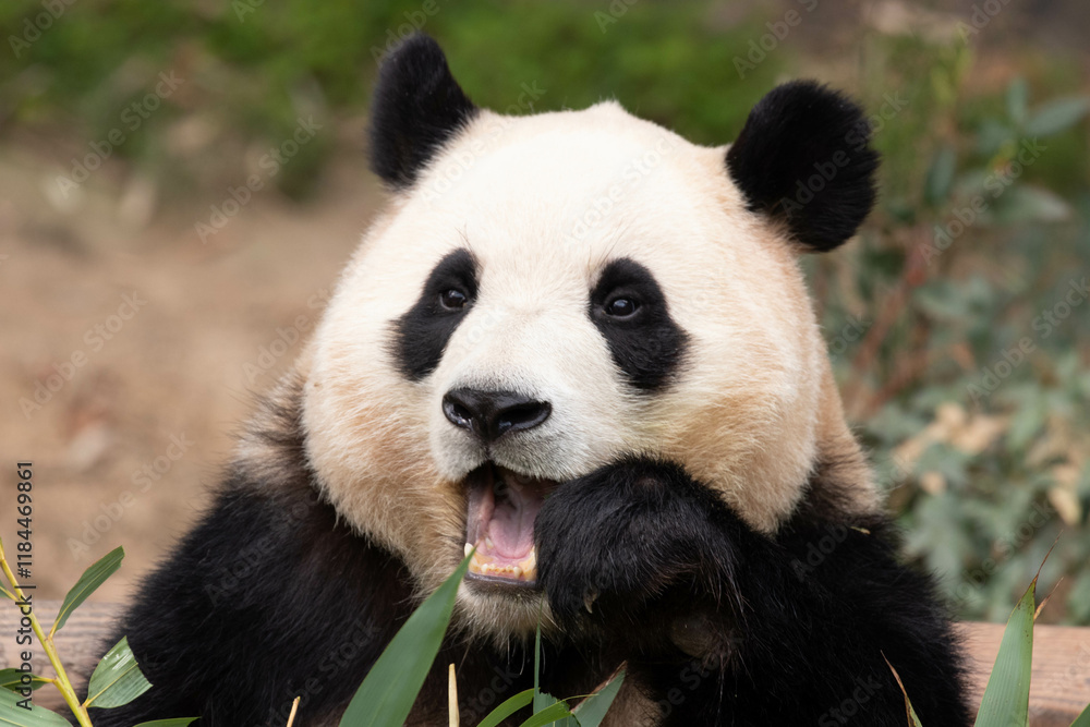 Close up Happy Panda in Everland, South Korea Close up Happy Panda in Everland, South Korea