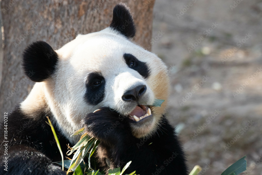Fototapeta premium Close up Happy Panda in Everland, South Korea
