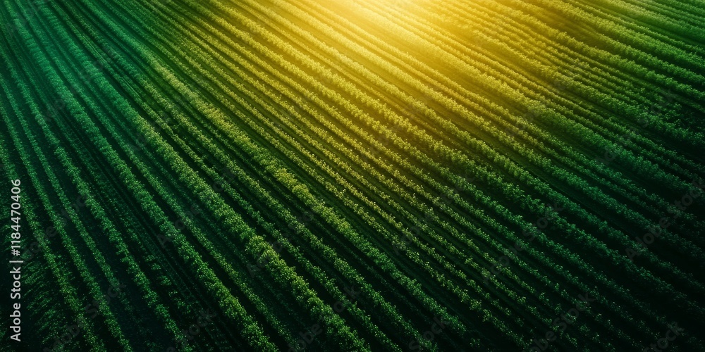 Obraz premium Aerial view showcasing vibrant agriculture field, illustrating the patterns and textures found in an expansive agriculture field that highlights the beauty of farming landscapes.