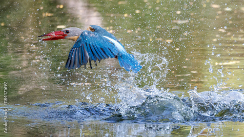 Stork-billed Kingfisher, Pelargopsis capensis, diving and catching fish in water, massive kingfisher with a large scarlet bill, lives in well-wooded habitats near lake or pond, fish prey in bird mount photo