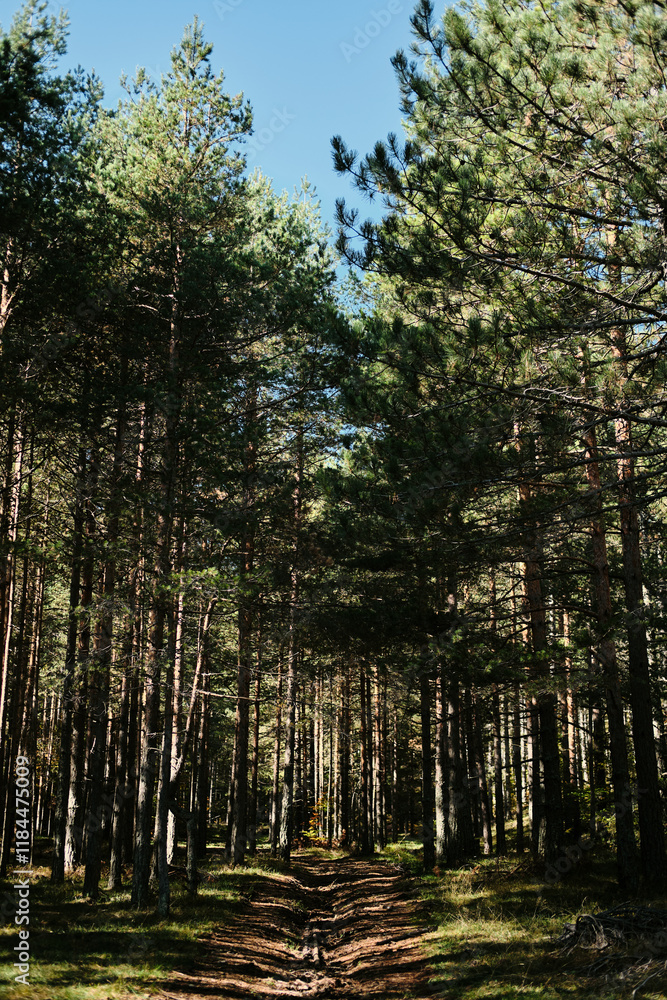 Beautiful green coniferous forest on a sunny summer day. The nature of Southwestern Serbia, Zlatibor town. National Park near Tornik mountain resort in early autumn. Beautiful green coniferous forest on a sunny summer day. The nature of Southwestern Serbia, Zlatibor town. National Park near Tornik mountain resort in early autumn.