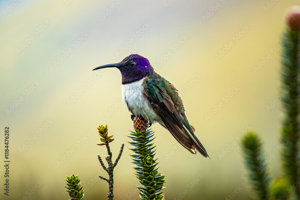 Fototapeta premium Ecuadorian hillstar(Oreotrochilus chimborazo), the endemic hummingbird of the Ecuadorian Andes situated on a chuquirawua flower