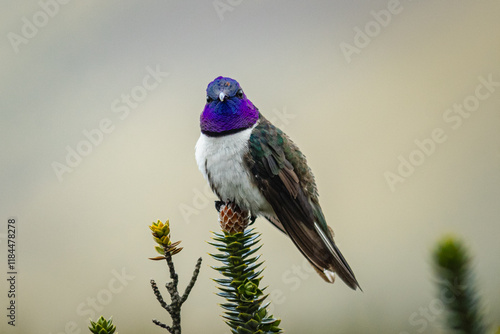 Fotografie Ecuadorian hillstar(Oreotrochilus chimborazo), the endemic hummingbird of the Ec