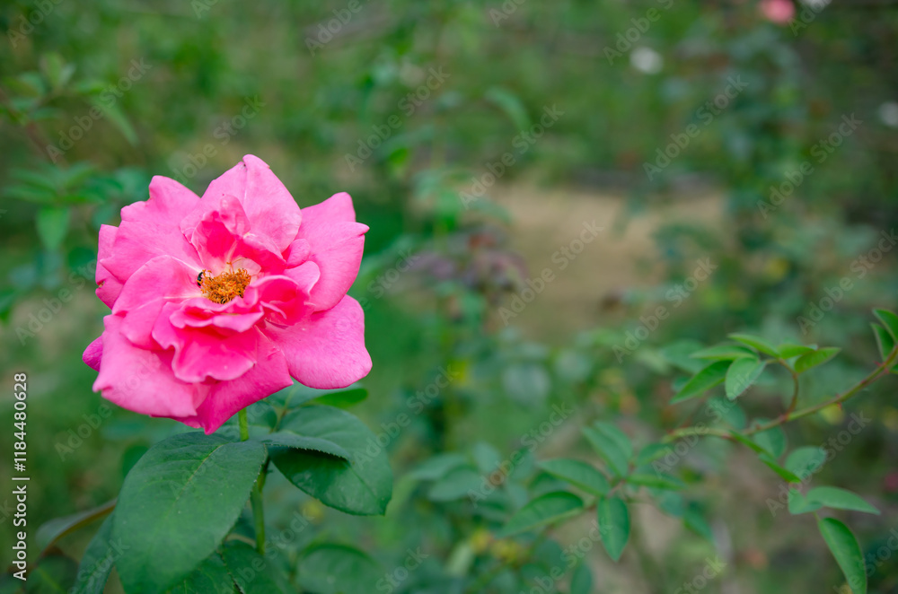Morning roses in the garden Soft focus image