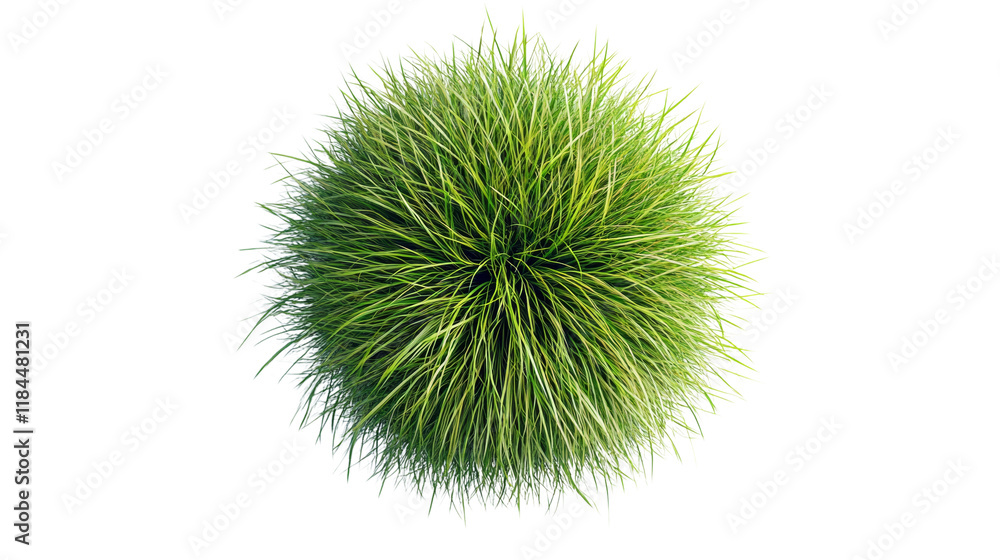 Green grass ball, white isolate background Green grass ball, white isolate background