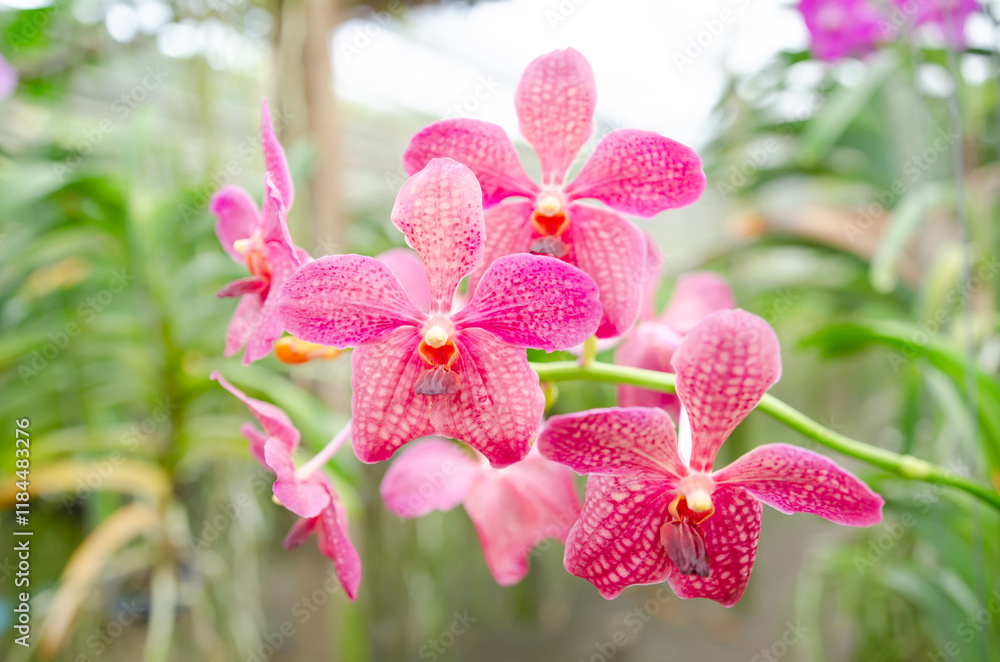 Orchids blooming in the Orchid Botanical Garden Soft focus image Orchids blooming in the Orchid Botanical Garden Soft focus image