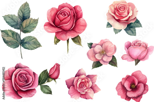 set of roses illustration