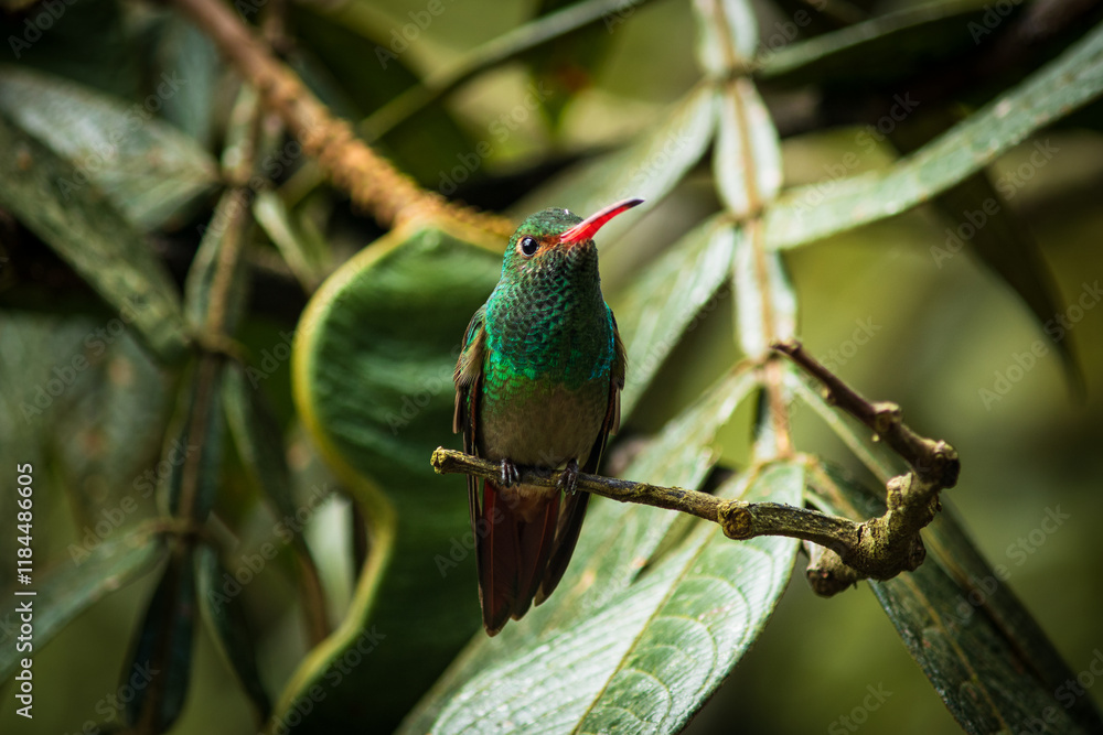 Fototapeta premium Detailed photography of the Amazilia tzacatl - Rufous-tailed Hummingbird one the Ecuadorian hummingbirds from the cloudforest.