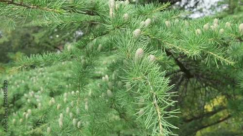 branches of coniferous tree with cones sway in wind, slow motion
 photo