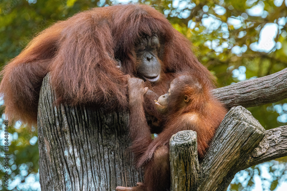 Adult Orangutan playing with a young baby Orangutan on a tree in Taiping Zoo Adult Orangutan playing with a young baby Orangutan on a tree in Taiping Zoo