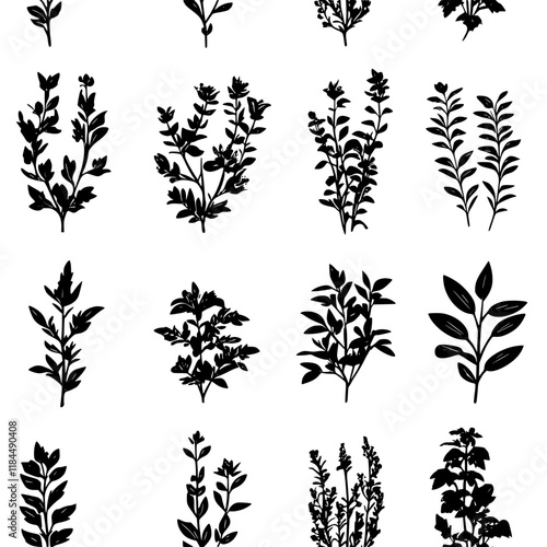Winter Savory artwork, Winter Savory graphic illustrations