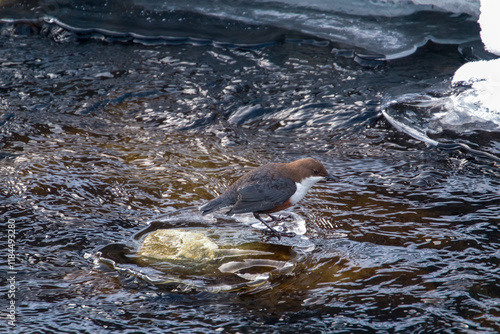 out in nature - white-throated dipper,cinclus cinclus, sitting in a mountain creek at a winter day photo