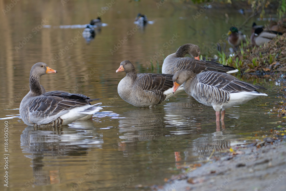 Obraz premium Gänse am Ufer