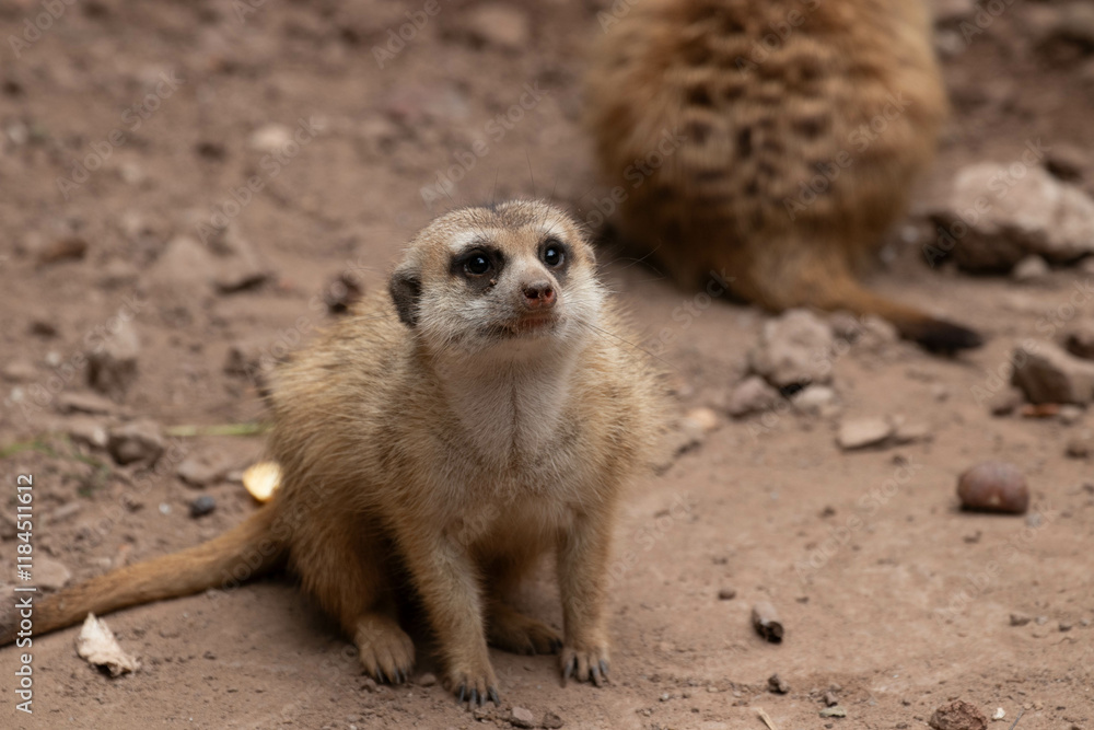 Close up Curious Meerkat Close up Curious Meerkat