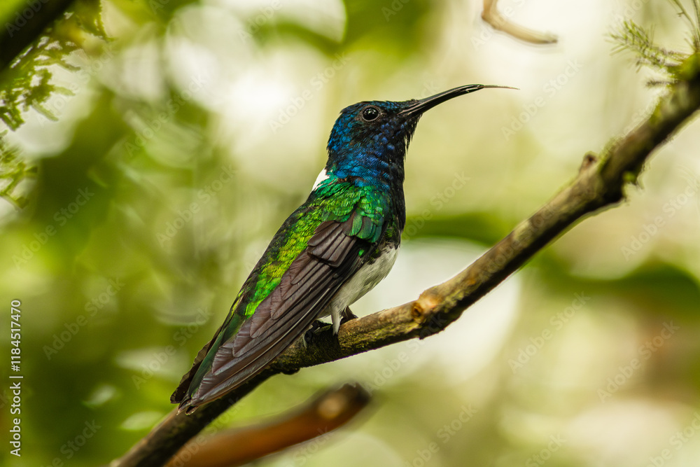 Fototapeta premium Florisuga mellivora - white-necked jacobin, a common hummingbird of the cloud forest.