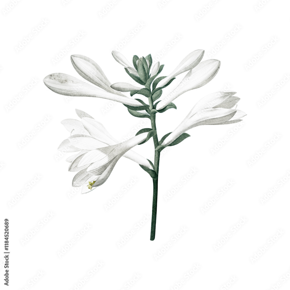 Obraz premium floral and leaf watercolor elements
